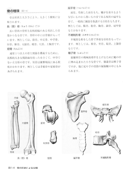 身体運動の機能解剖内容