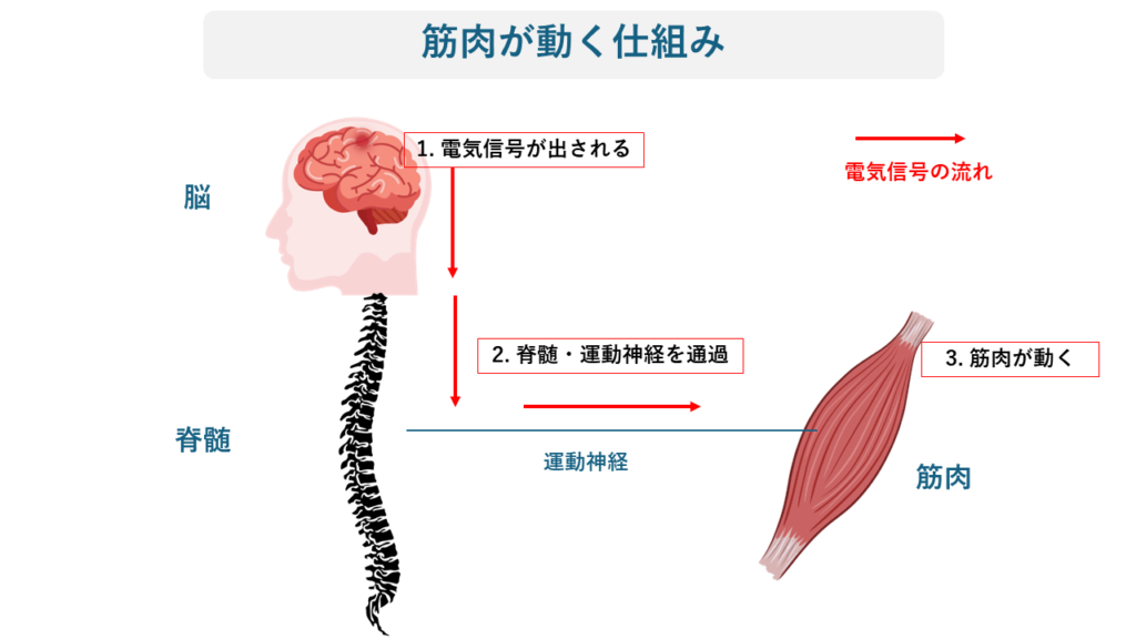 筋肉が動く仕組みの解説