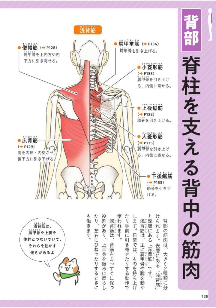 きちんとわかる解剖学 筋肉・骨・からだのしくみ ページ例